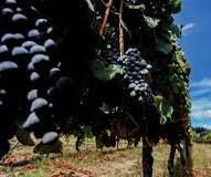 #Ports Wines Producers Tasmania Island Vineyards  Australia