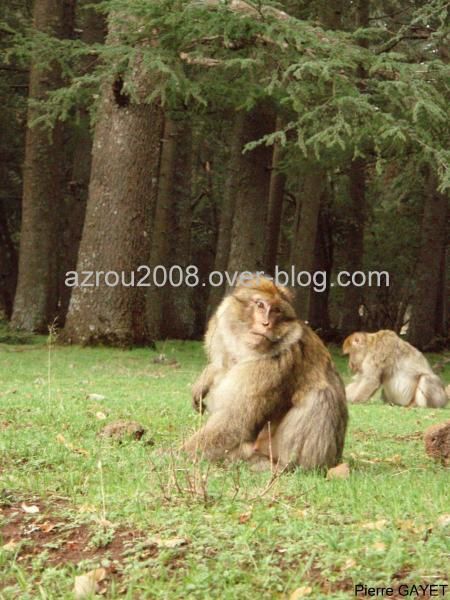 macaques de Barbarie (Macaca sylvanus) ou singe magot, dans une forêt de cèdres du moyen-Atlas marocain