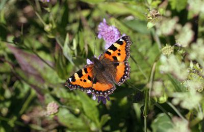 [Macro] Special papillon