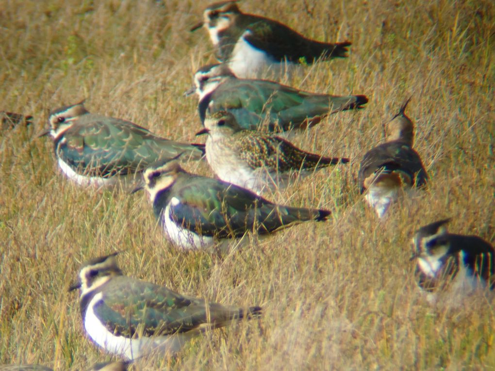 Album - Oiseaux-des-marais