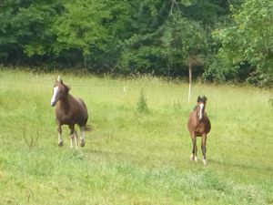 Au galop!