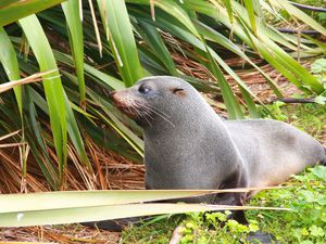 Kaikoura Peninsula