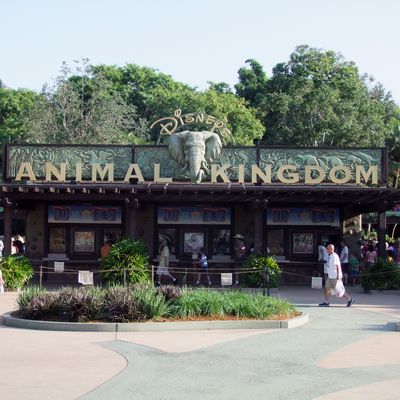 Orlando... Animal Kingdom et Magic Kingdom (J15)