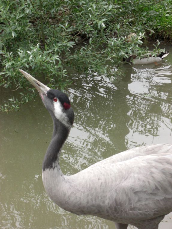 Album - Parc-ornithologique des Dombes