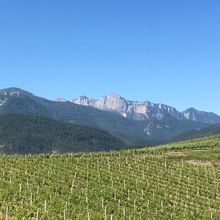 Les vignes d'Aurel, en Diois.