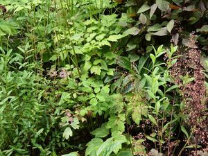 Feuillage abîmé de l'ancolie et réaction de la jardinière