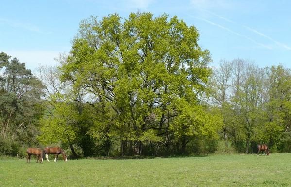 Un cheval au pré, les copains chevaux et poulains, l'alimentation, les balades, la gadoue... la belle vie quoi!