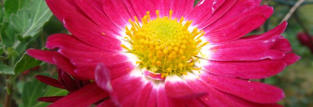 Un Chrysanthème