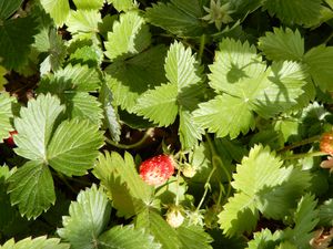 Grosses ou petites, les fraises sont délicieuses