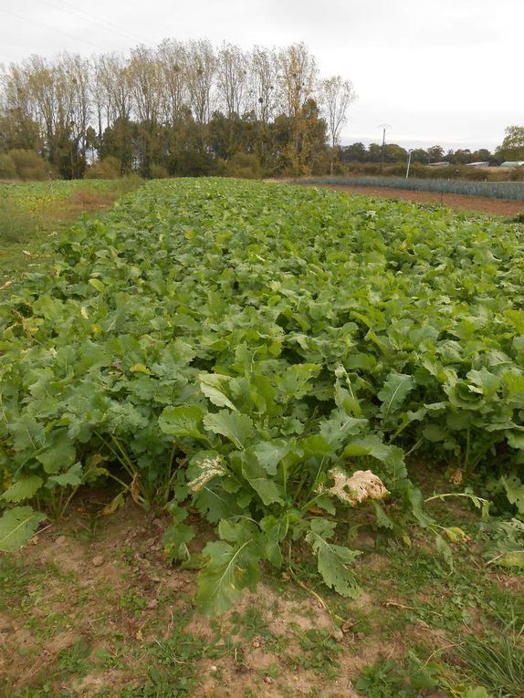 Fête de la courge chez Théo