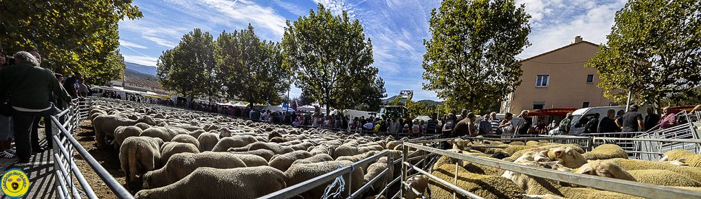 Saint André les Alpes : La 35ème foire agricole avait un air d'été