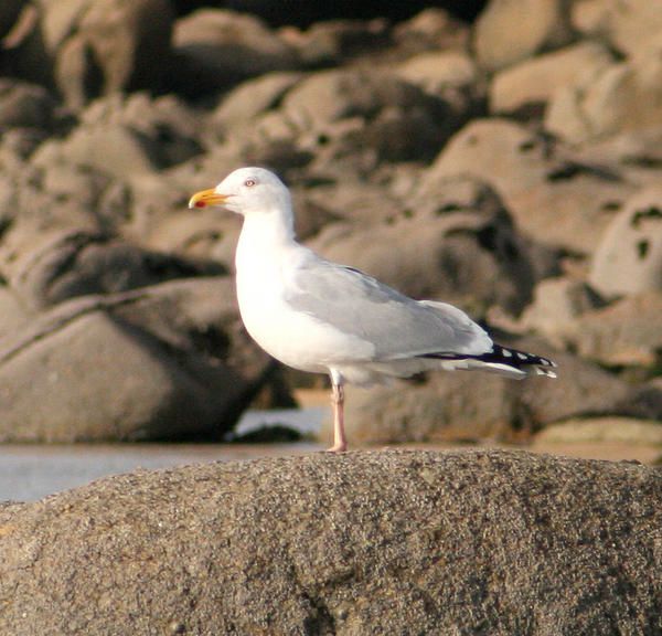 Album - oiseaux