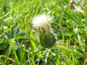 Des fleurs de tous les jours