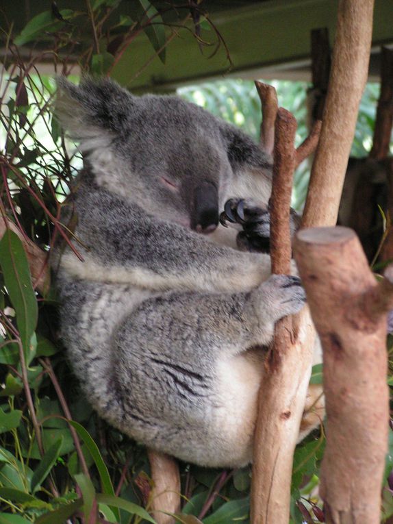 Album - Lone-Pine-Koala-Sanctuary
