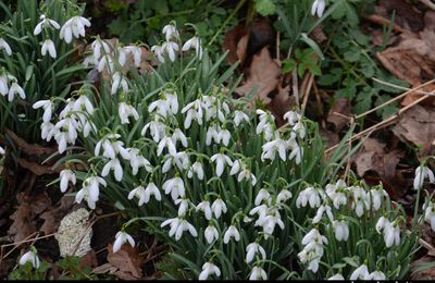 perce neige , galanthus