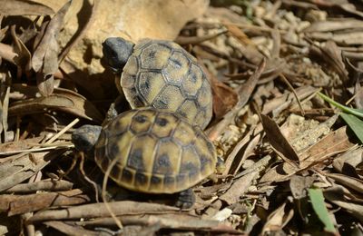 Législation sur les tortues terrestres