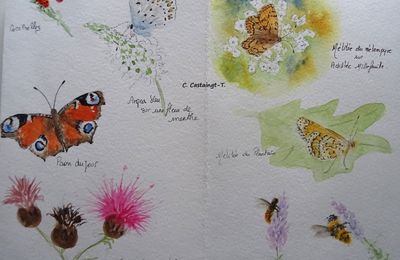 Carnet de croquis