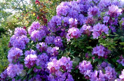 Rhododendron à grandes fleurs mauves- Rhododendron sp. 