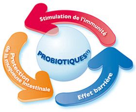 Action des probiotiques maigrir