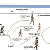 L'HOMME A ÉVOLUÉ, SON CERVEAU AUSSI : LA BARBARIE EST-ELLE UNE FORME DE RÉSISTANCE A L'ÉVOLUTION ? - congo-objectif2050.over-blog.com