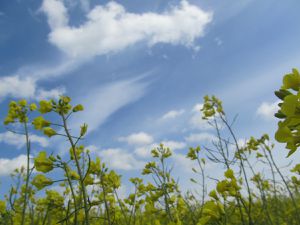 Raps vor blauem Himmel