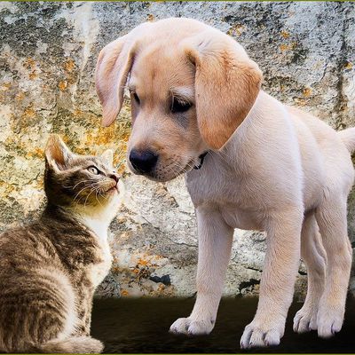 Chat et chien