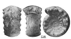 Pseudoteloceras croisillense. Pavia &amp; Fernandez-Lopez 2016.