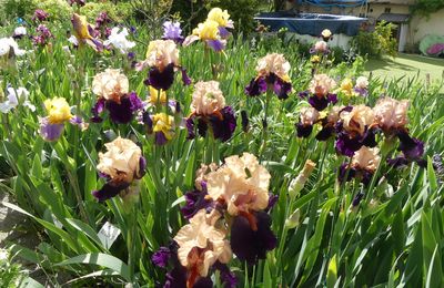 DEMAIN ON DEPASSERA LES 150 IRIS EN FLEURS