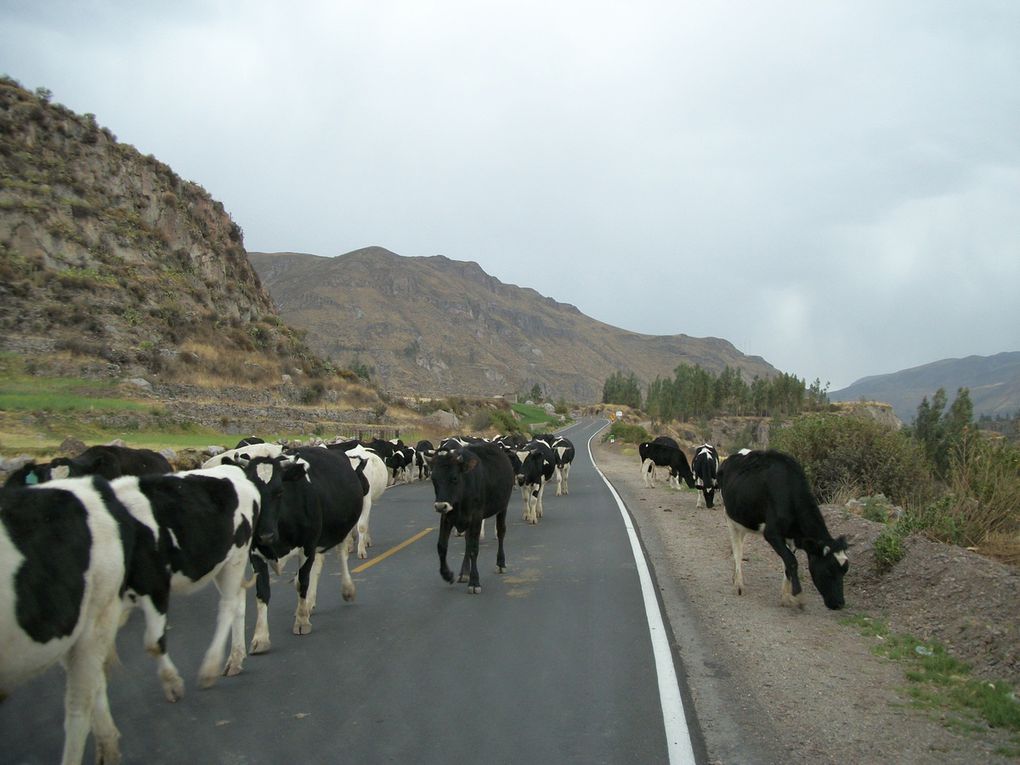 départ d'Arequipa vers Chivay 155 kms en bus puis collectivo pour Cabanaconde 56 kms , arrêt a Maca puis 3jours de "balade". le soir du 20 fête de la san Pedro  patron deCabanaconde et anniversaire d'André......alpaca et causa au menu...;