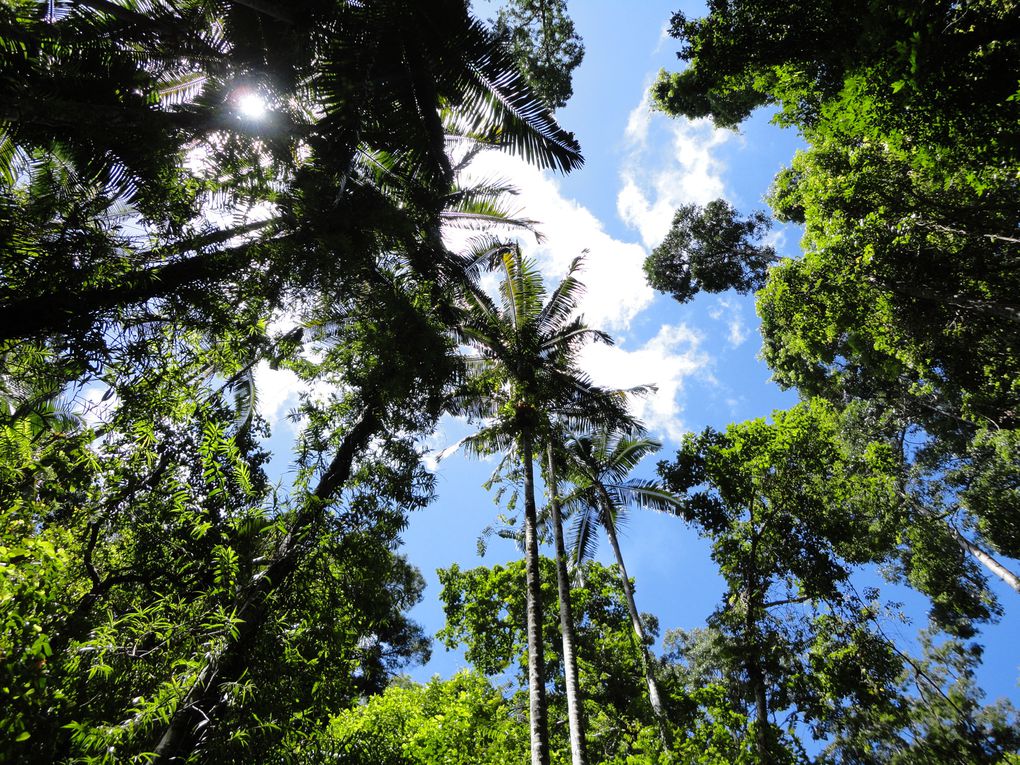 Album - fraser-island