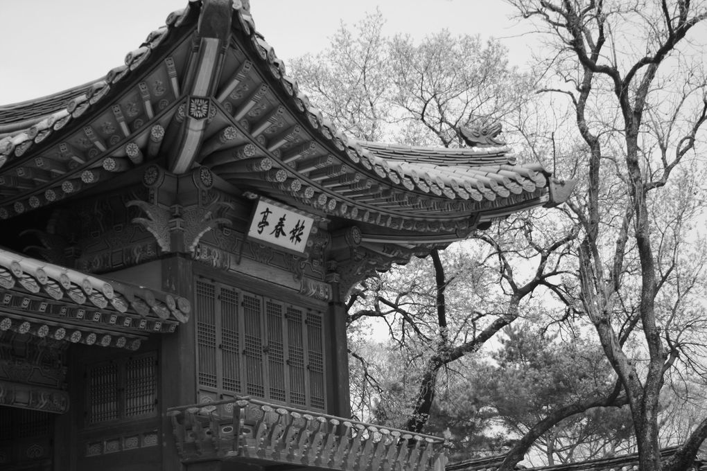 De Séoul à Busan, quelques clics pour immortaliser huit jours au pays du malte calme.