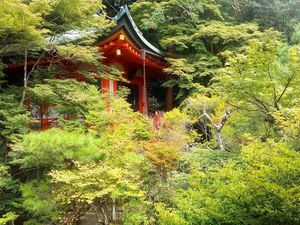 Ses sanctuaires shinto perdus dans les bois