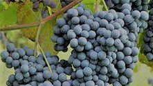 #Red Nebbiolo Producers Michigan Vineyards