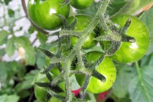 Tomaten-Erntezeit beginnt