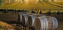 #Pinot Noir Producers Ontario Vineyards Canada