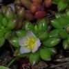 Portulaca  sedifolia