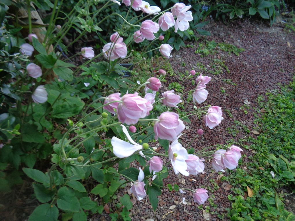 Mon jardin Le Clos fleuri en octobre à Chabeuil dans la Drôme  2023 ...