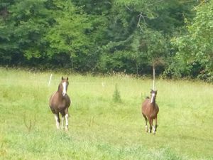 Au galop!