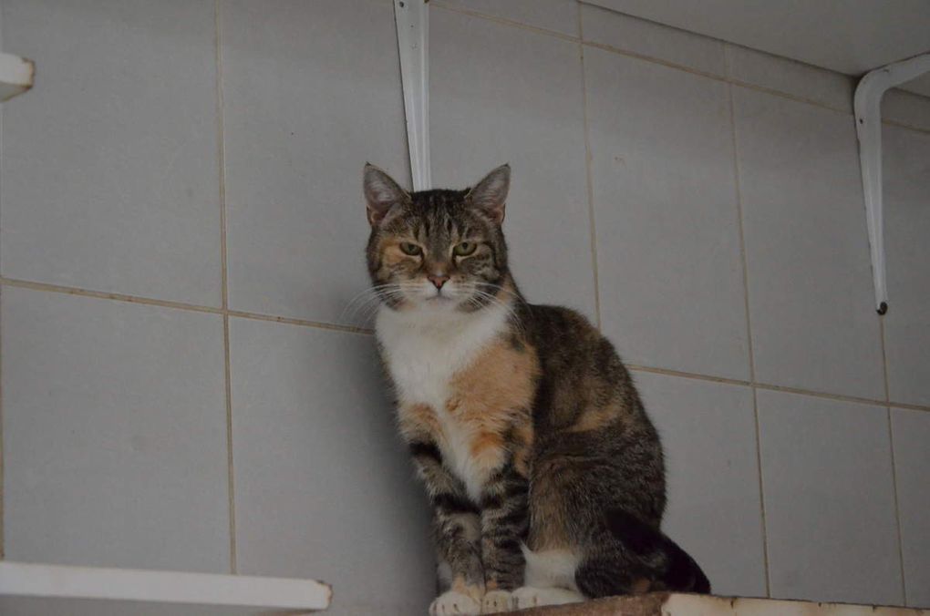 Elle est adoptée !!! : GINETTE - chatte tricolore stérilisée de 18 mois