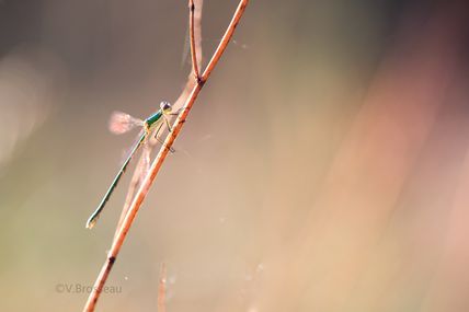 La demoiselle au soleil du matin ...