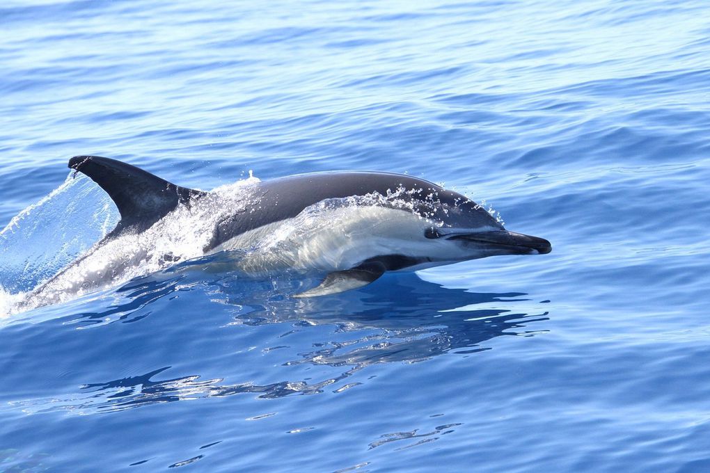 Jardim do Mar et  port de Calheta (sortie en Mer pour voir les dauphins)