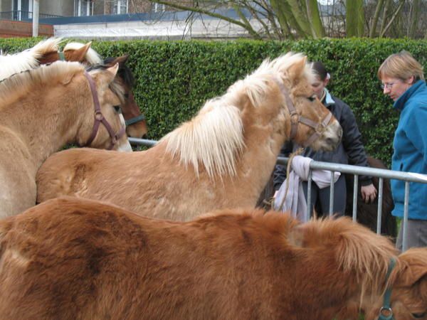 <p>Tous les vendredis avant les rameaux, a lieu à Auffay, un grand marché aux bestiaux : bovins, ovins, chevaux, lapins, colombidés, chèvres,... beaucoup d'exposants étaient présents, ainsi que les spectateurs.</p>
<p>Cependant à Auffay, nous