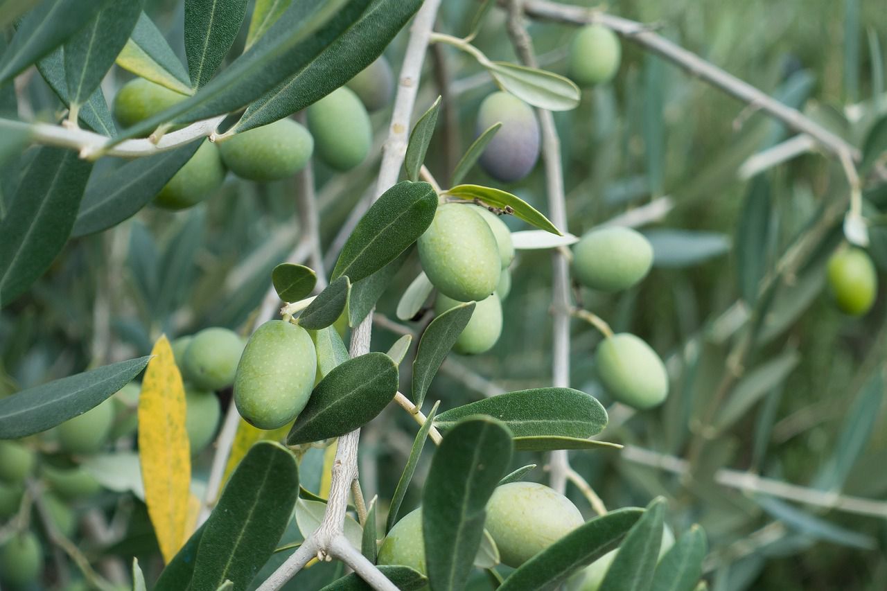 La consommation de l’huile d’olive