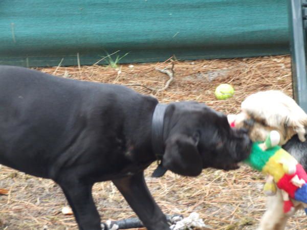 Album - Cane corso 04 mois (10 photos) jeux Cléa et Tickie