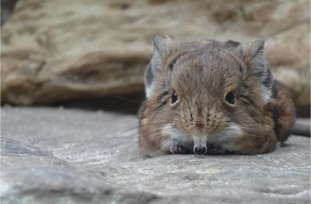 Wilhelma, parc zoologique et botanique de Stuttgart