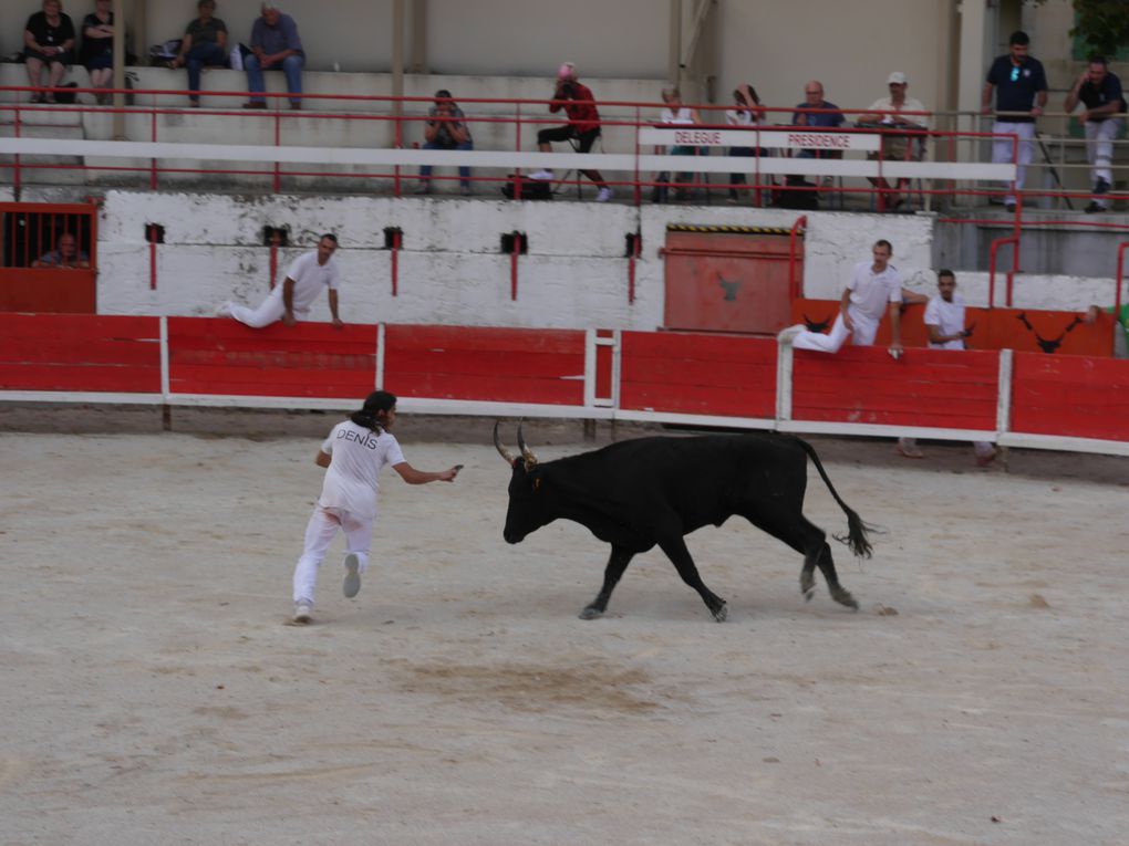 course de taureaux jeunes le 18 septembre 2020