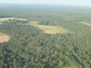 Une belle forêt à contourner dans les airs