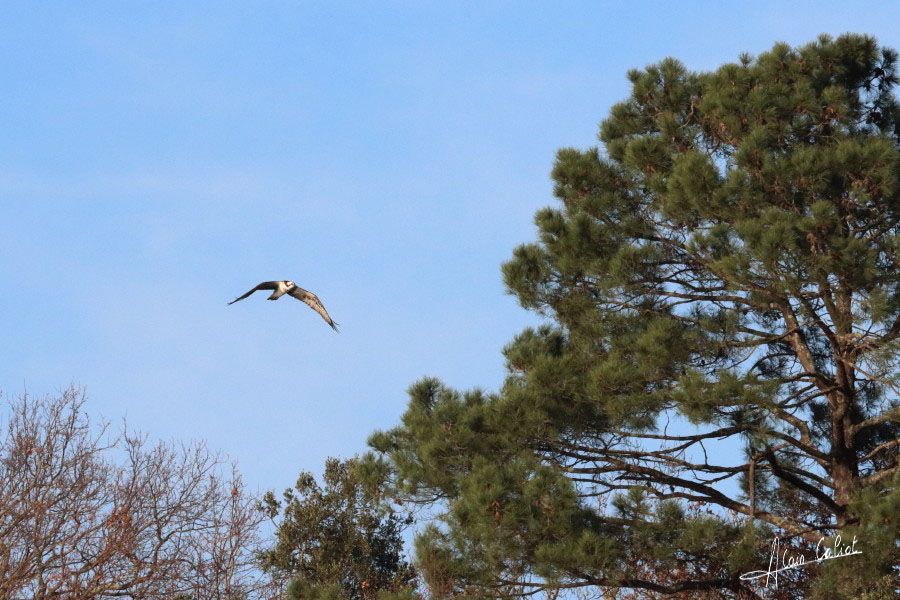 Balbuzard pécheur à Ondres et au marais d'Orx