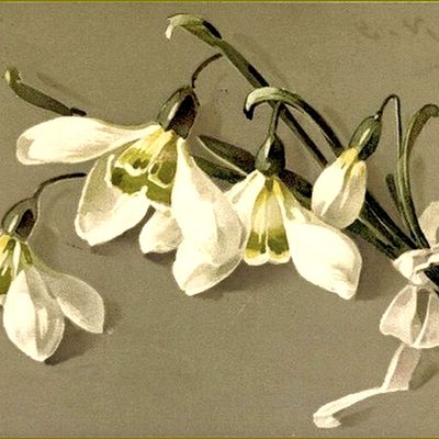 Les fleurs par les grands peintres -   Catharina Klein -  ​​​​​​​perce-neige