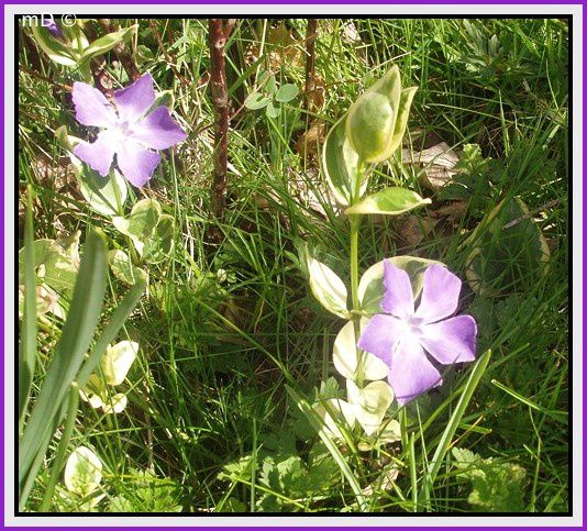 Album - Fleurs de printemps